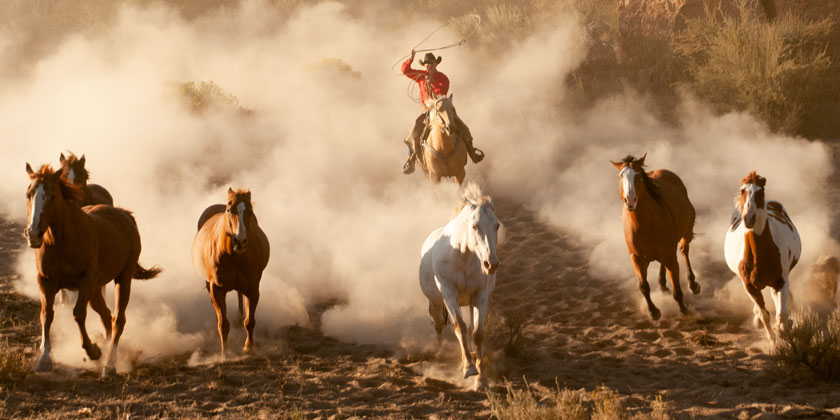 Cowboy roping wild horses