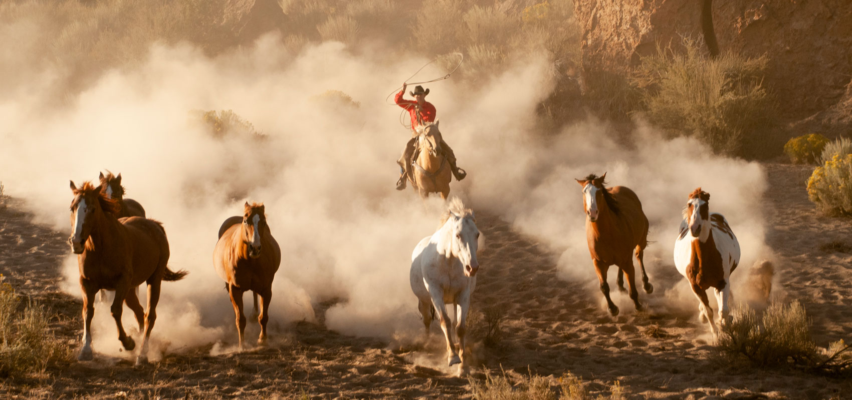 Cowboy roping wild horses