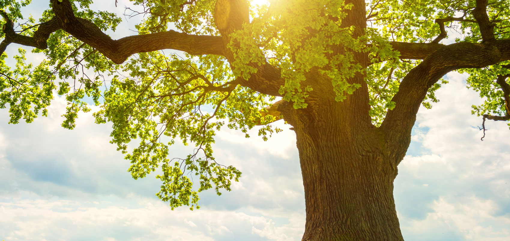 Large Oak Tree with sun coming through leaves